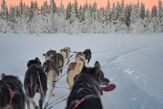 Sunrise Zen Husky Tour (10:00 to 13:00 - sitting on the sled) - The Poikkijärvi Woods and frozen open spaces