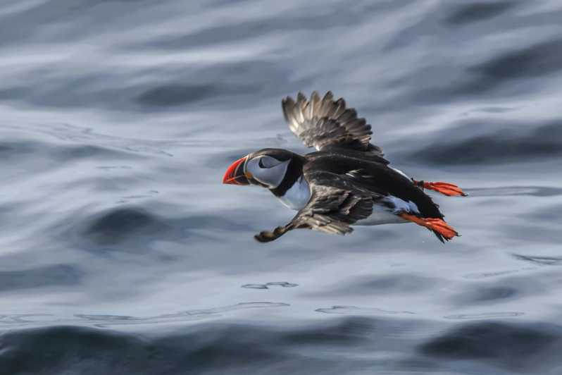 The Bird Safari Tour - Ten minutes to Gjesværstappan’s bird cliffs