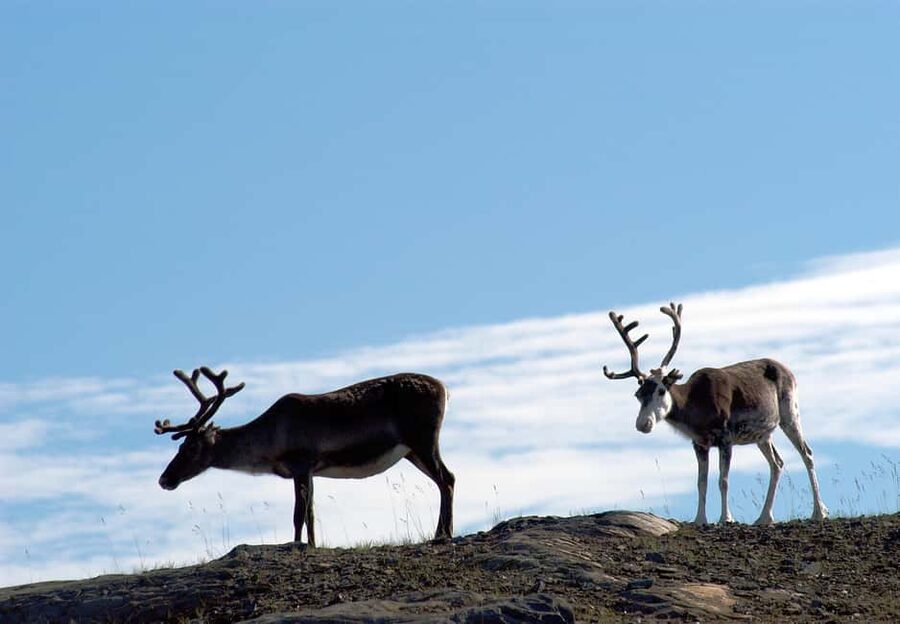 The North Cape Midnight Tour - Photo stops through Arctic scenery