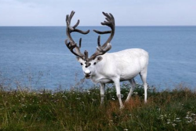 The North Cape, Reindeer and Sami Families Tour - A Tour Built Around Cruise Ship Safety