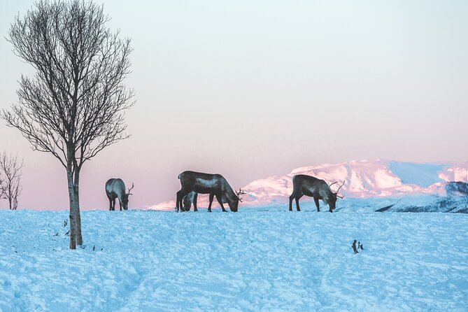 Tour of the authentic fjords of Kvaløya - What the guides add to a minibus tour