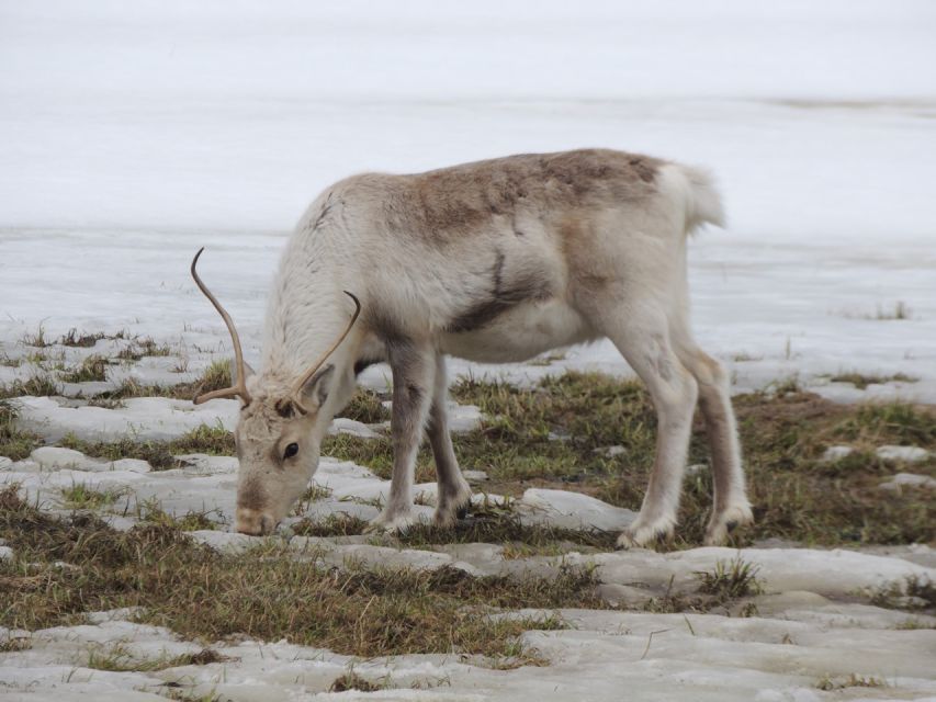 Tromso: All-Inclusive Arctic Fjords and Sommarøy Scenic Tour - What the $215 price includes