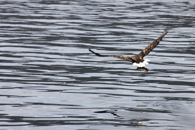 Tromsø: Arctic Fjord Cruise & Fishing Experience - Is $156.08 a Fair Price?