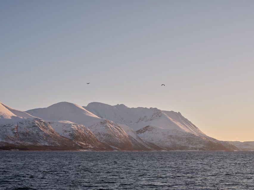 Tromsø: Arctic Fjord Cruise in Polar Landscapes - Warm cabins, cold decks, and the best place to sit