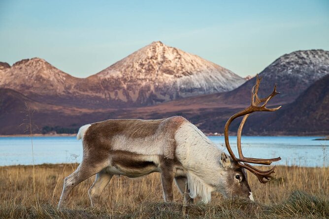 Tromsø: Arctic Landscapes Hiking / Snowshoeing Tour in the wild - How the price compares with a do-it-yourself day