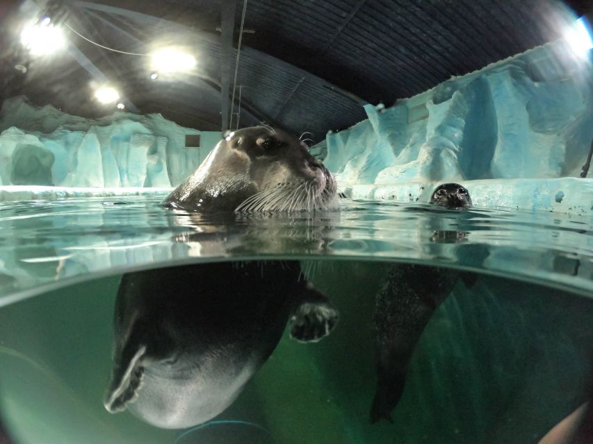 Tromsø: Entrance Ticket to Polaria - Watching the bearded seals at close range