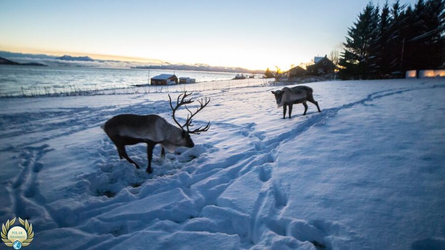 Tromsø: Exclusive Fjord Adventure by Bus - Who should book this Tromsø excursion?