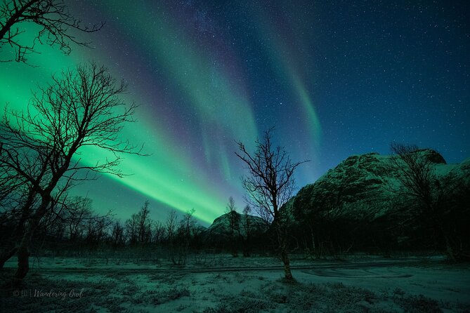 Tromsø: Express Aurora Hunt with Wandering Owl - How strong is the value at $129.23?