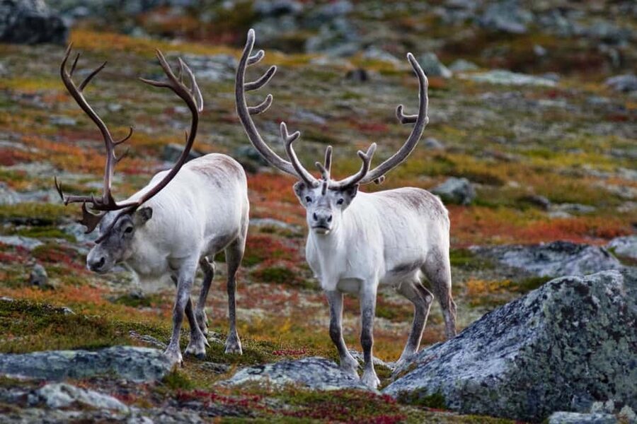 Tromso: Fjord Arctic Adventure Expedition - Across Whale Island and the fjord country
