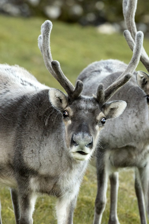 Tromso: Fjord Arctic Adventure Expedition - Hot drinks, food, and what is really included