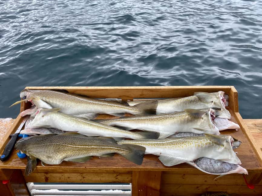 Tromsø: Fjord Fishing Cruise - Why this Tromsø cruise feels different