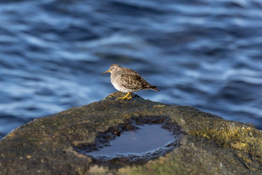Tromsø: Fjord History Cruise with Snack and Drinks - Watching for eagles, seals, reindeer, and seabirds