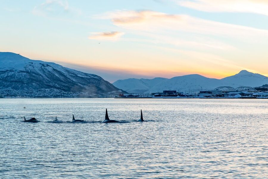 Tromsø: Fjord History Cruise with Snack and Drinks - Tromsø Sound from the water