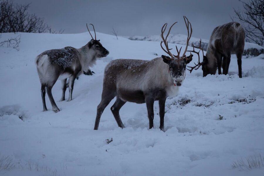 Tromsø: Fjords & Beaches Tour with Campfire and Arctic Food - Key points to know before you book