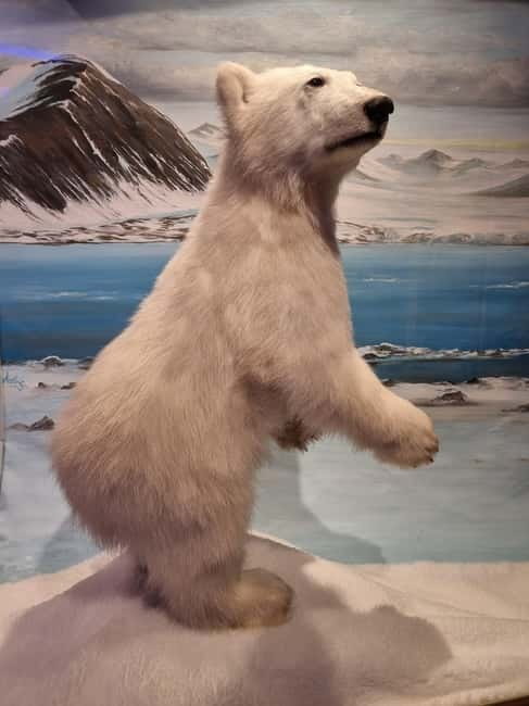 Tromsø: Guided Polar Bear Walk incl. Polaria & Polar Museum - Walking through Tromsø’s Arctic past