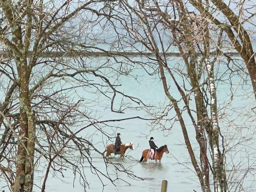 Tromsø: Horseback Riding Tour - Meeting Norwegian Horses on Kvaløya
