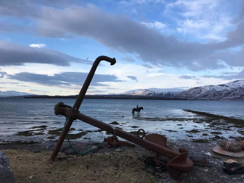 Tromsø: Horseback Riding Tour - Wildlife Around Grindøysundet