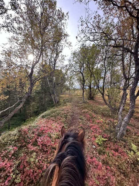 Tromsø: Horseback Riding Tour - Why the Small Group Matters