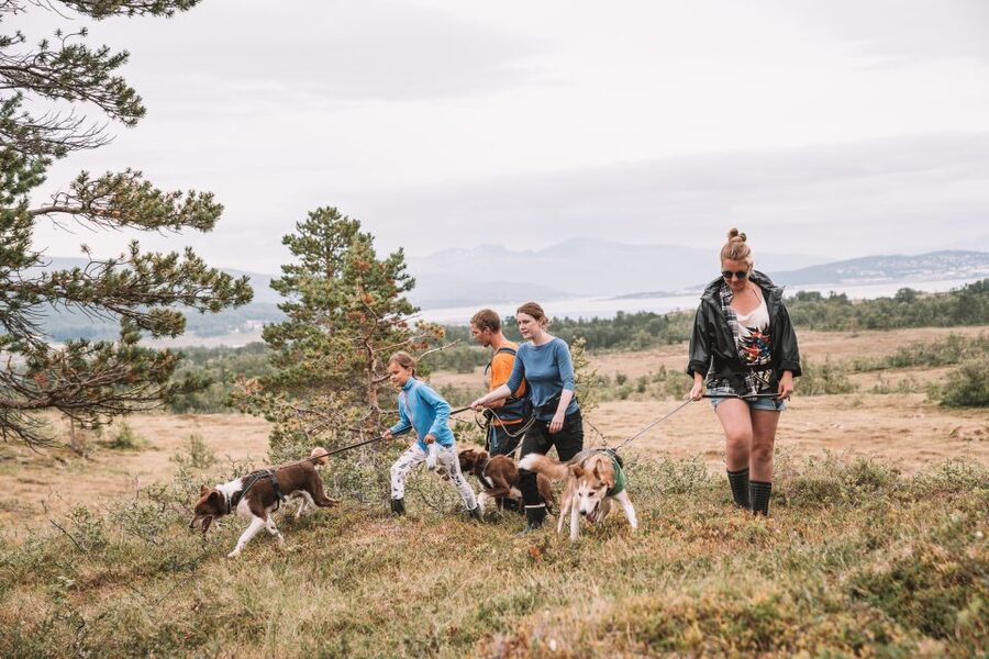 Tromsø: Husky Hike and Puppy Visit with Traditional Lunch - What it is like when the husky takes the lead
