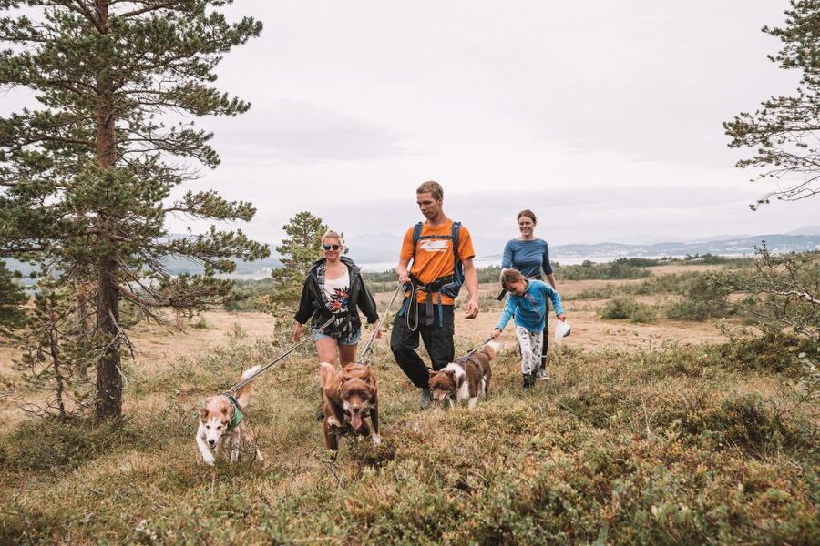 Tromsø: Husky Hike and Puppy Visit with Traditional Lunch - Is the lunch as important as the dogs?