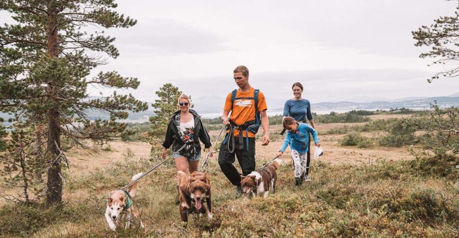 Tromsø: Husky Hike and Puppy Visit with Traditional Lunch - Walking through the mountains and fjords near Tromsø