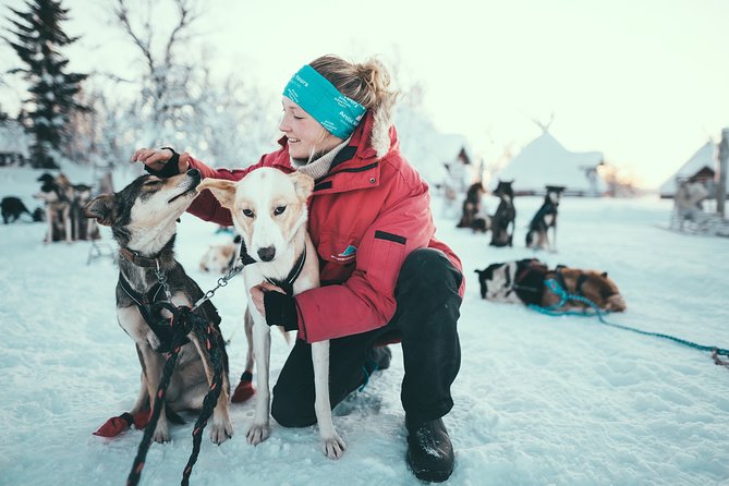 Tromso Husky Self-Drive Sledding with Cake and Drink in Lavvu - Key points to know before you book
