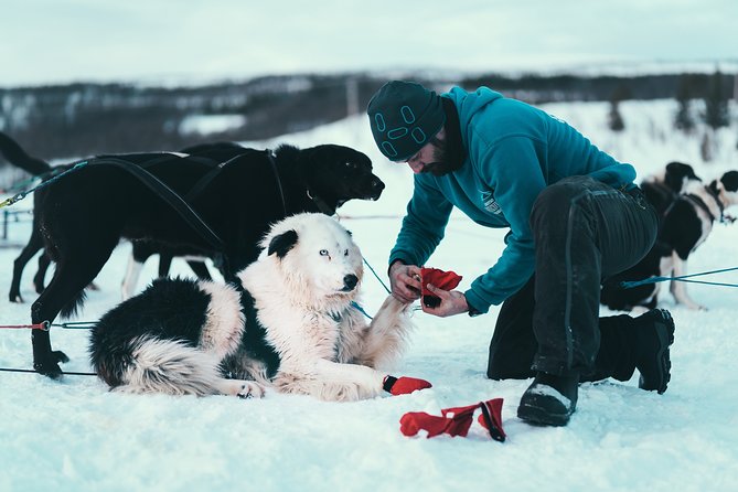 Tromso Husky Self-Drive Sledding with Cake and Drink in Lavvu - What the physical work feels like