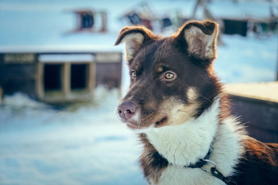 Tromsø: Husky Sled Self-Drive with Traditional Lunch - Practical advice for a smoother outing