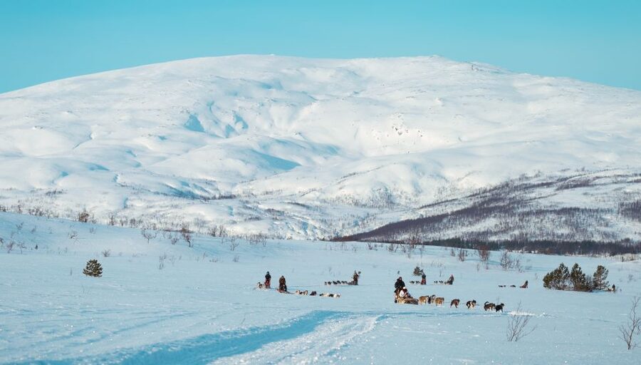 Tromsø: Husky Sled Self-Drive with Traditional Lunch - Learning to mush a five-dog team