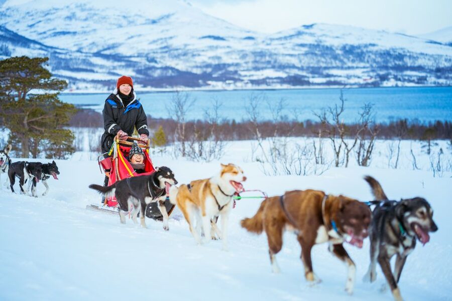Tromsø: Husky Sled Self-Drive with Traditional Lunch - Time with the huskies after driving