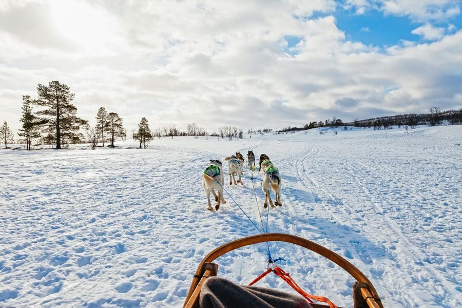 Tromsø: Husky Sled Self-Drive with Traditional Lunch - Bidos and cake in the Gamme-hut