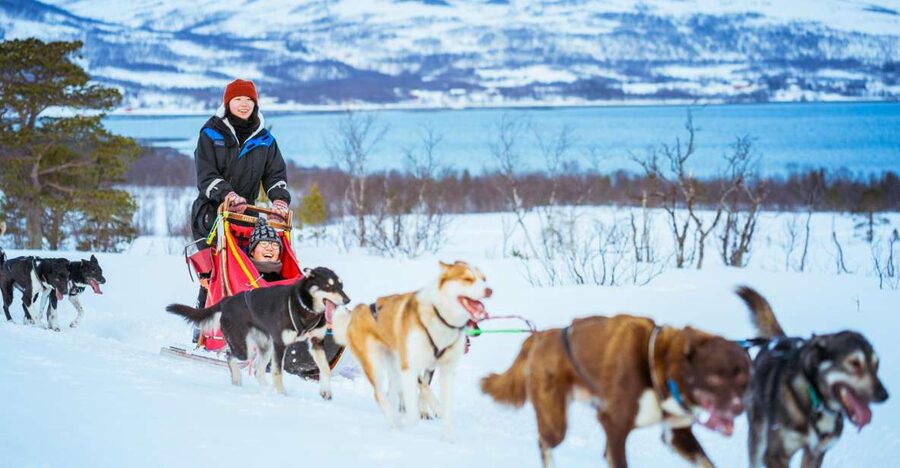 Tromsø: Husky Sled Self-Drive with Traditional Lunch - Meeting the dogs before the run