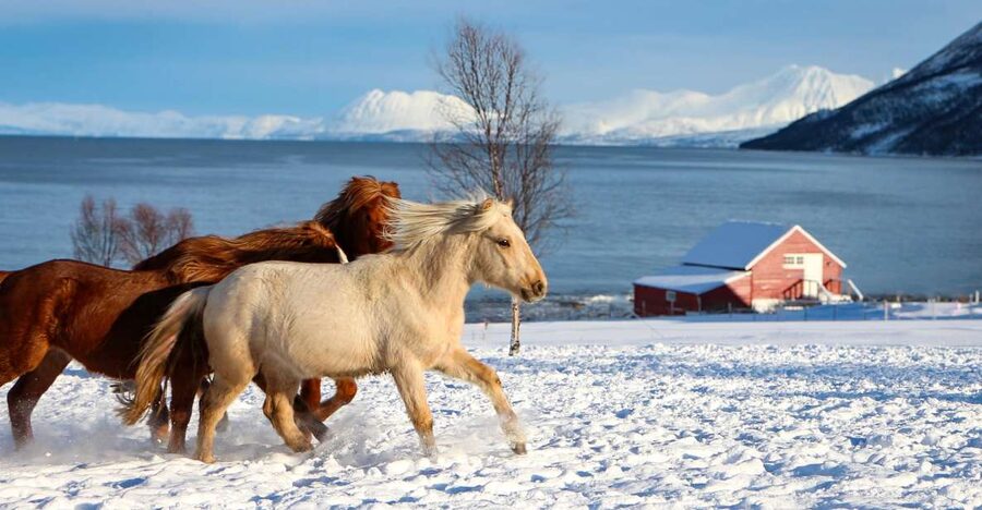 Tromsø: Lyngen Horse Stud Farm Visit - Meeting the Lyngshest in Krokelvdalen