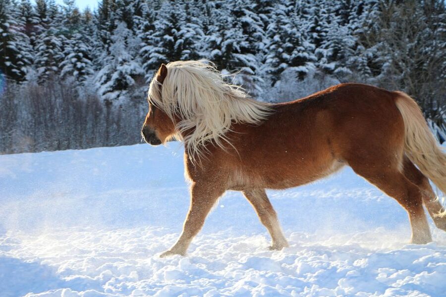 Tromsø: Lyngen Horse Stud Farm Visit - Two hours with horses, stories, and scenery