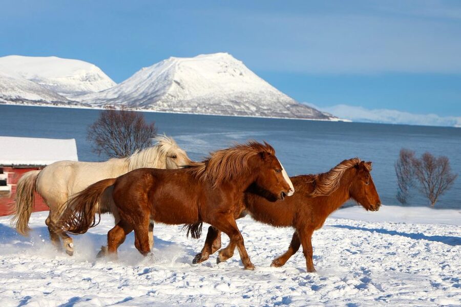 Tromsø: Lyngen Horse Stud Farm Visit - The optional ride and weather limits