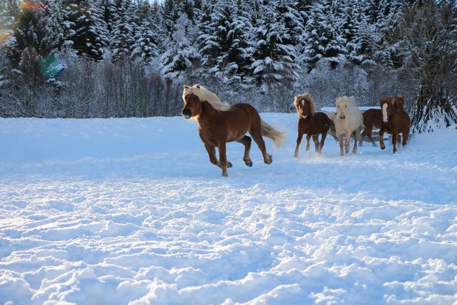 Tromsø: Lyngen Horse Stud Farm Visit - A calm experience, but not a hands-off one