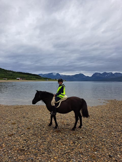 Tromsø: Lyngen Horse Summer Riding Experience - Meeting Norway’s Lyngen Horse at a Small Farm