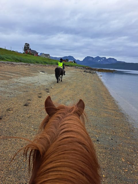 Tromsø: Lyngen Horse Summer Riding Experience - Grooming and Saddling Before You Ride
