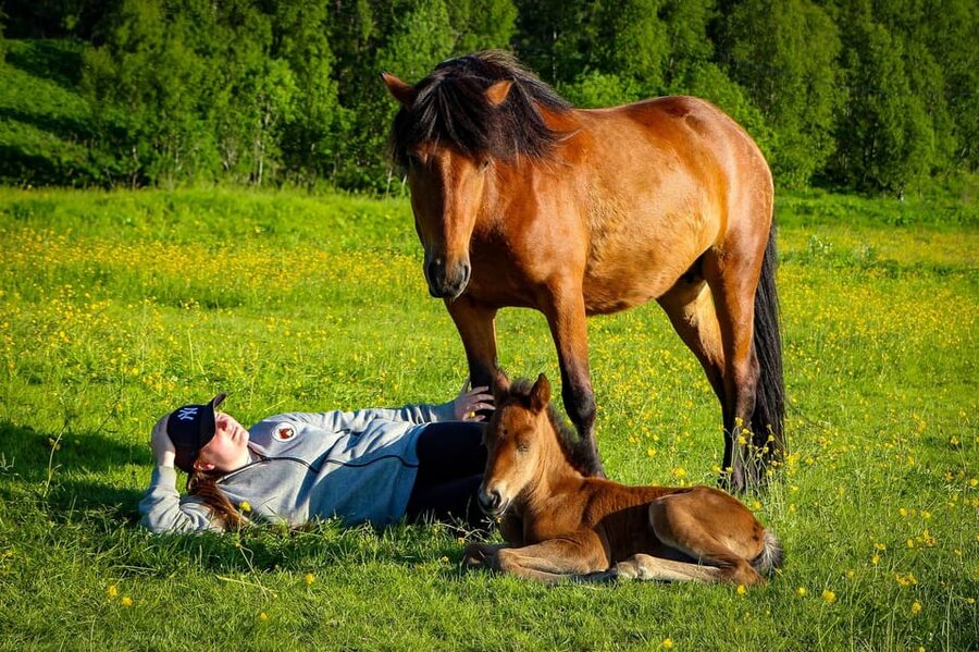 Tromsø: Lyngen Horse Summer Riding Experience - My Practical Verdict on the Lyngen Horse Experience