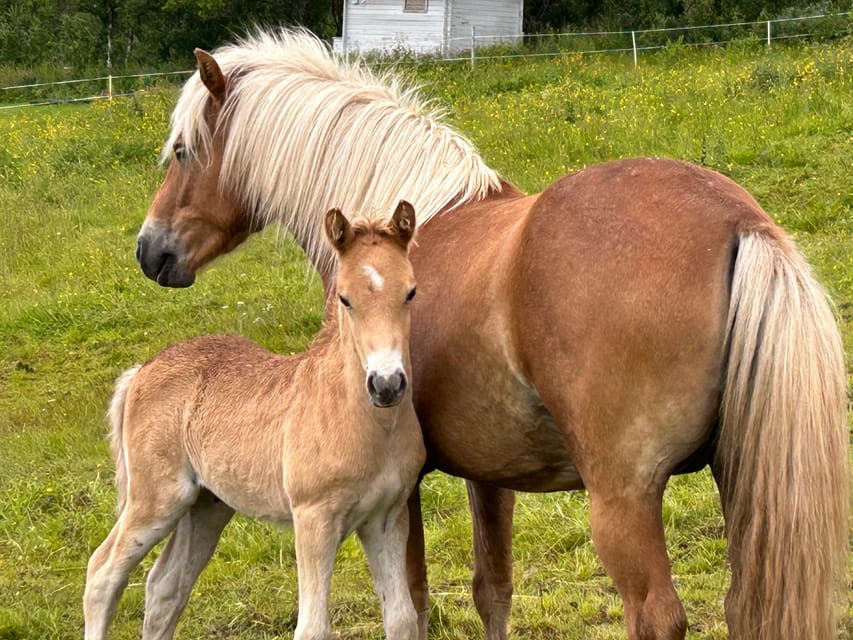 Tromsø: Lyngen Horse Summer Riding Experience - One Hour Along the Road and Fjord