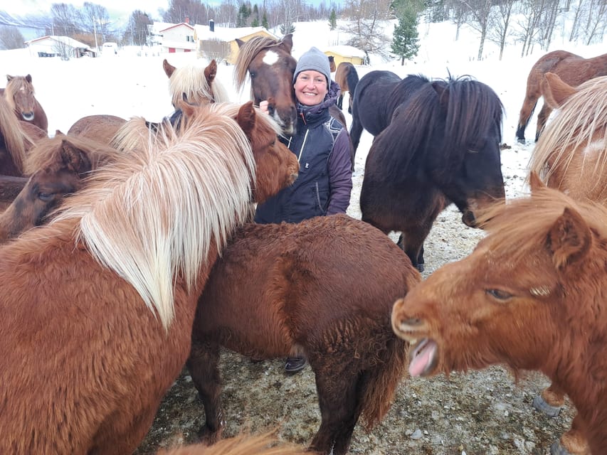 Tromsø: Lyngen Horse Winter Riding Experience - Meeting the Lyngen herd at the farm