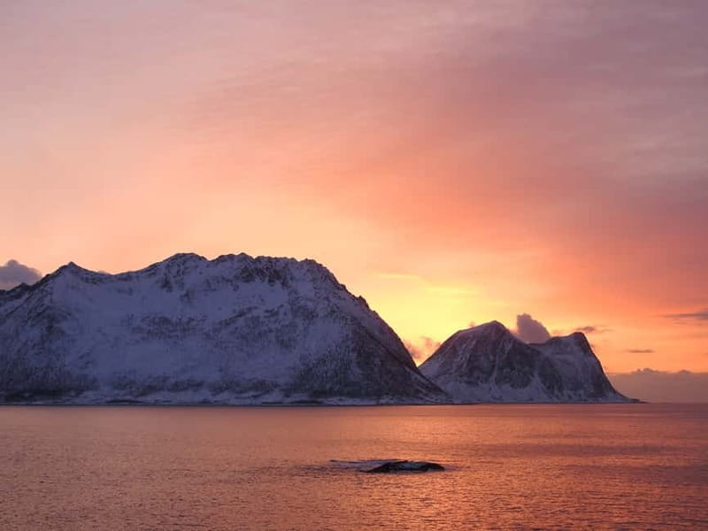 Tromsø: Midnight Sightseeing Cruise All-inclusive - Warm Drinks, Thermal Suits, and Boat Comfort