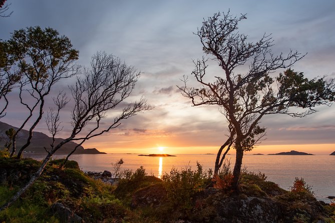 Tromsø: Midnight Sun with Campfire with Wandering Owl - Toilets, transport, and practical limits