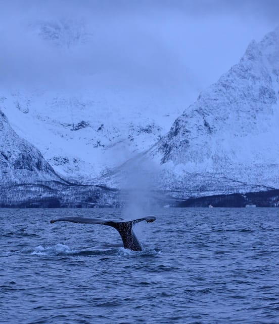 Tromsø: Orca and Whale Watching comfort heated boat Trip - Who should book this trip