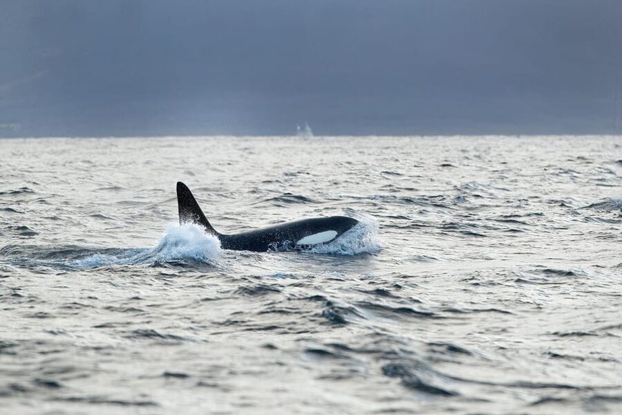 Tromsø: Orca and Whale Watching comfort heated boat Trip - The Skjervøy transfer and pier connection
