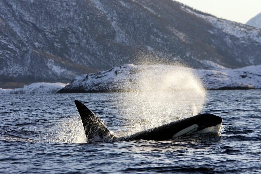Tromsø: Orca and Whale Watching comfort heated boat Trip - A heated boat built for watching, not just surviving