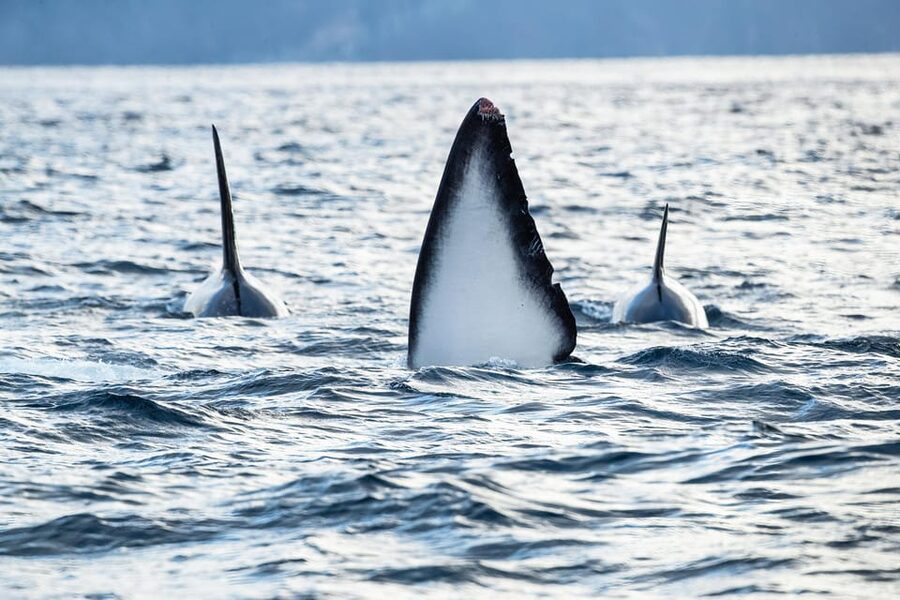 Tromsø: Orca and Whale Watching comfort heated boat Trip - Photography help for real Arctic conditions