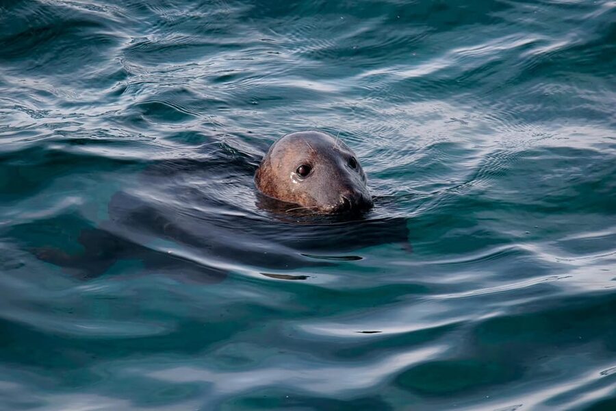 Tromsø: Orca and Whale Watching comfort heated boat Trip - The value of comfort at $373