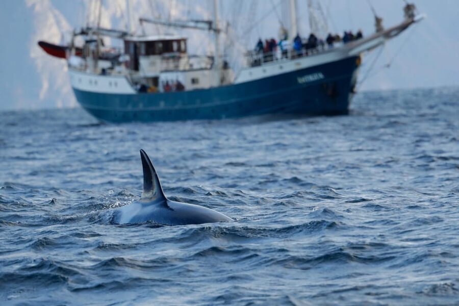 Tromsø: Orca and Whale Watching comfort heated boat Trip - Finding the departure point in Tromsø