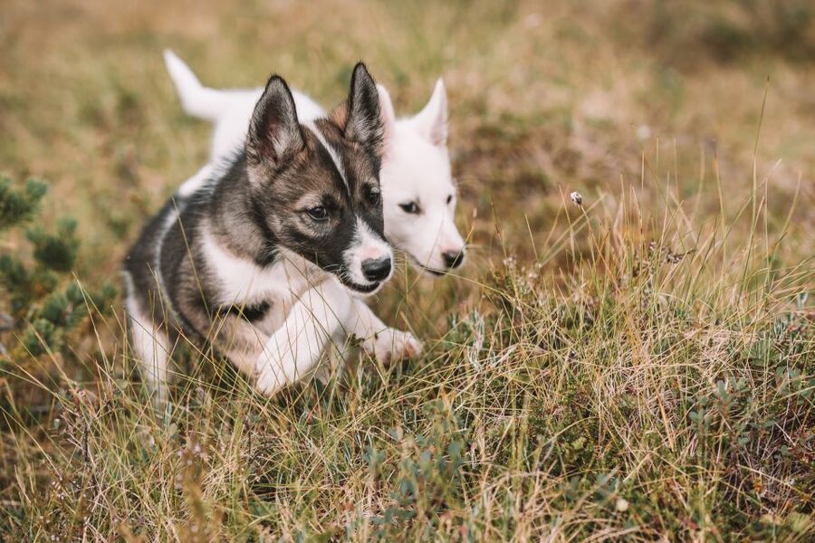 Tromsø: Puppy Training at the Husky Kennel with Lunch - Key points to know before you book